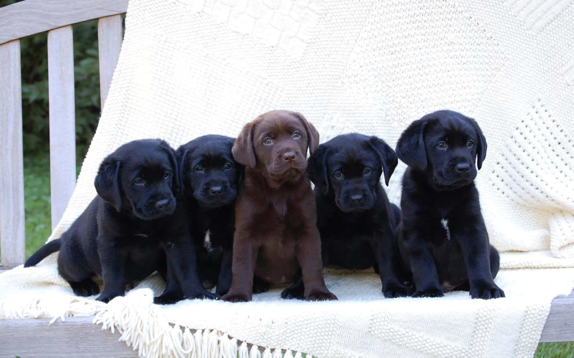 Five Labrador Puppies Picture