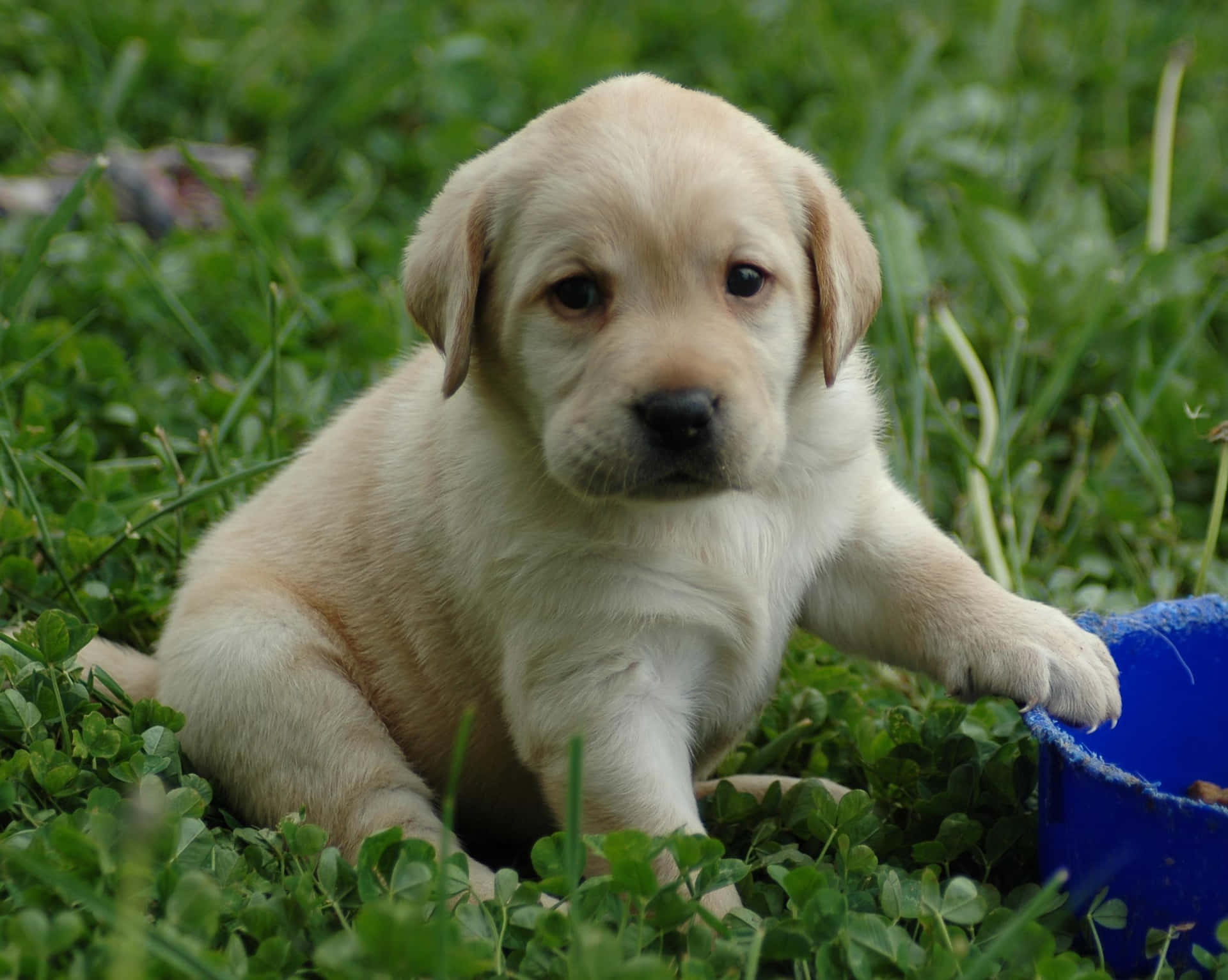 Labrador Puppy With Blue Bowl Picture
