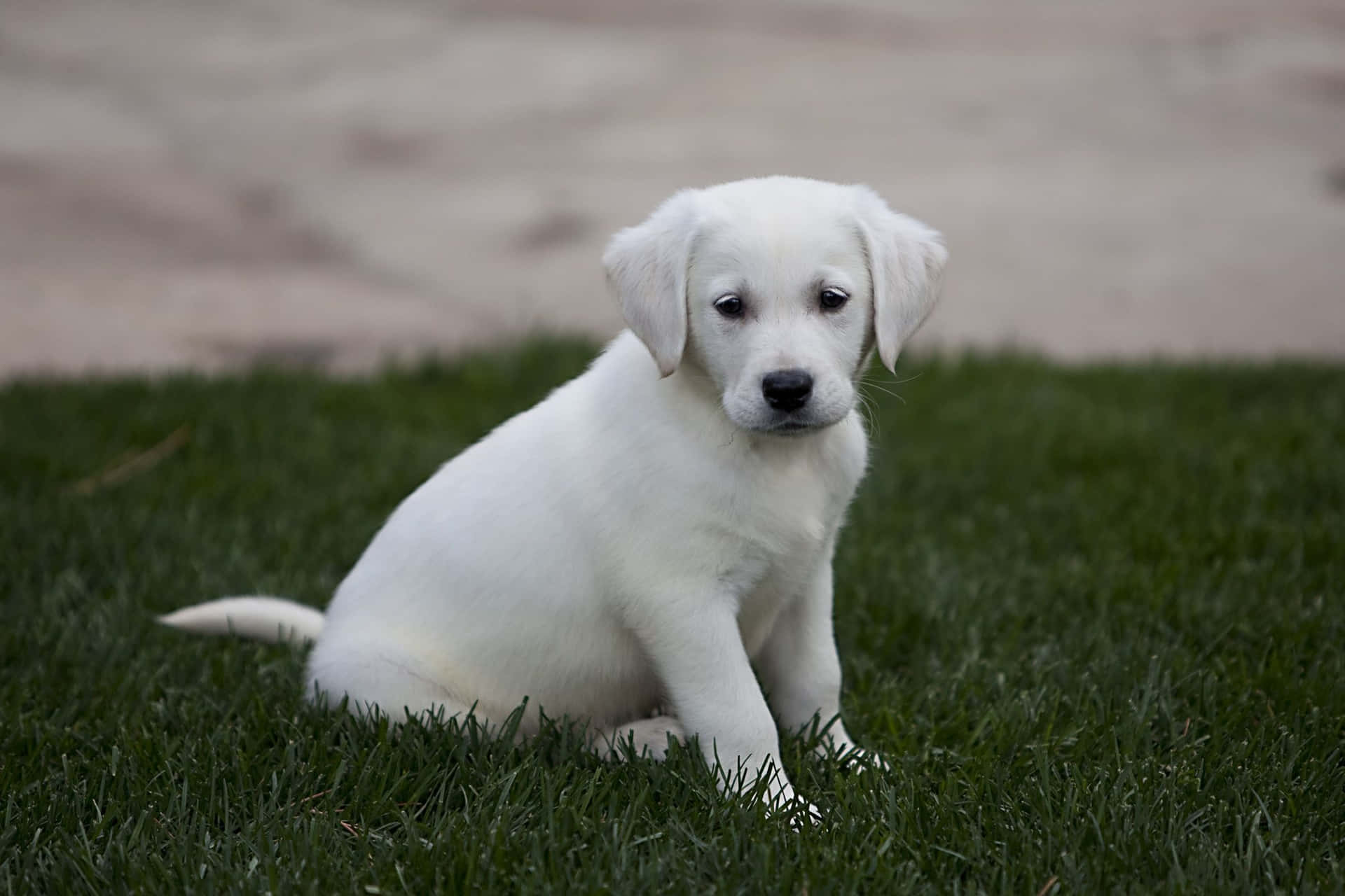 Fotodi Un Cucciolo Di Labrador Retriever Bianco