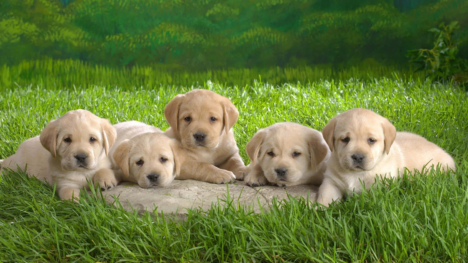 Imagende Cinco Cachorros De Labrador Golden Retriever.