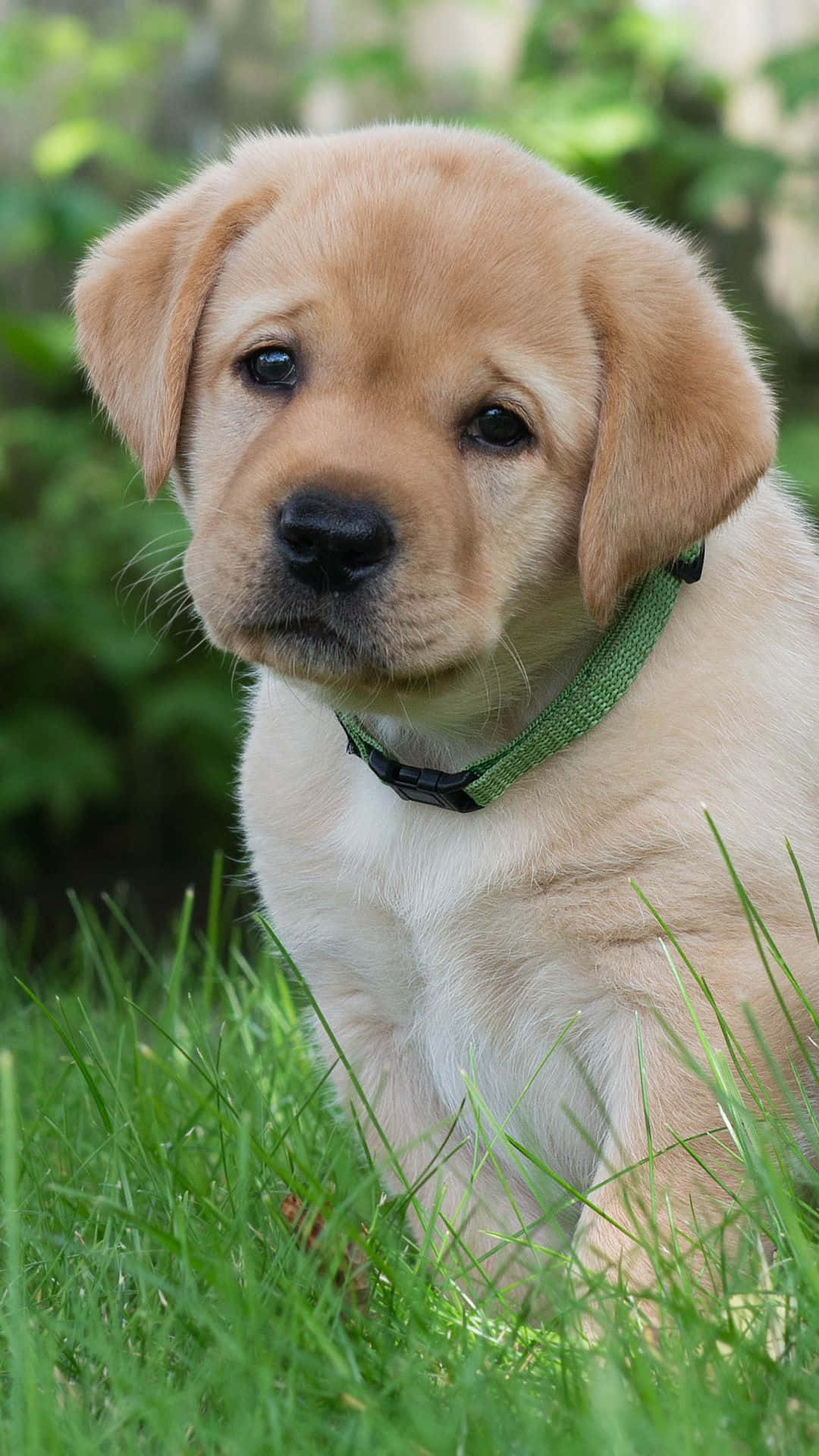 Imagende Cachorro De Labrador Con Collar Verde.