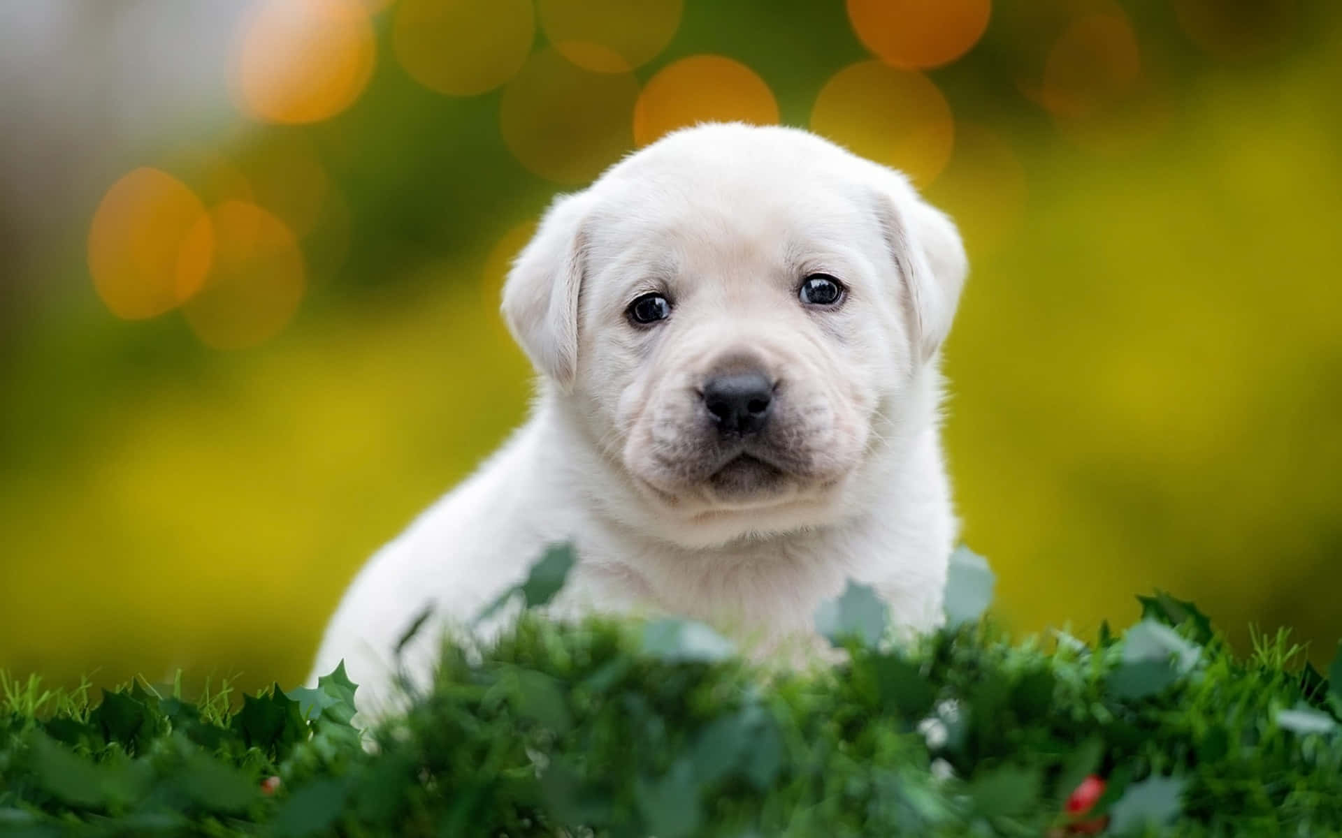 White Labrador Puppy Bokeh Picture