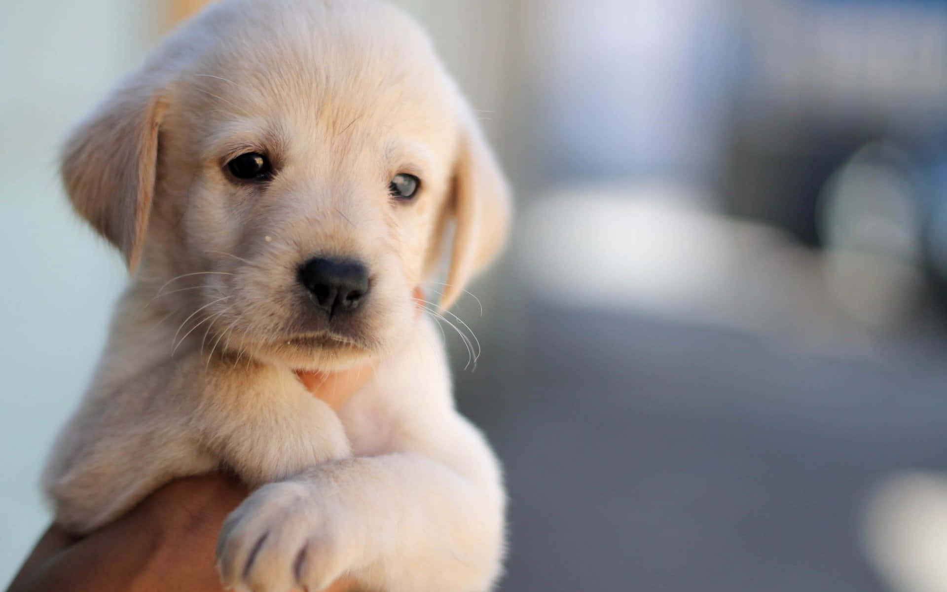Hand Holding Labrador Puppy Picture