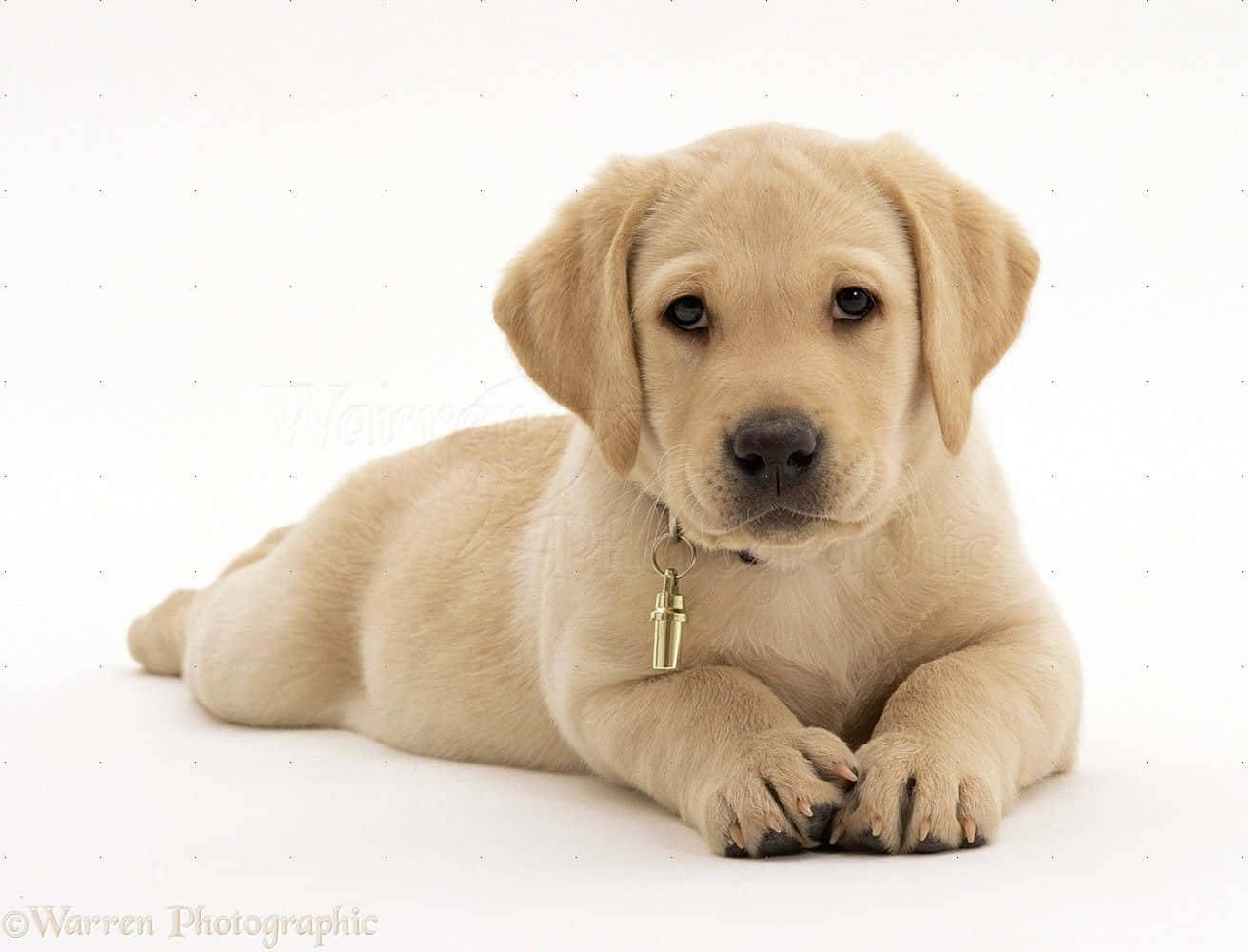 A baby Labrador puppy that's sure to bring joy to your life.