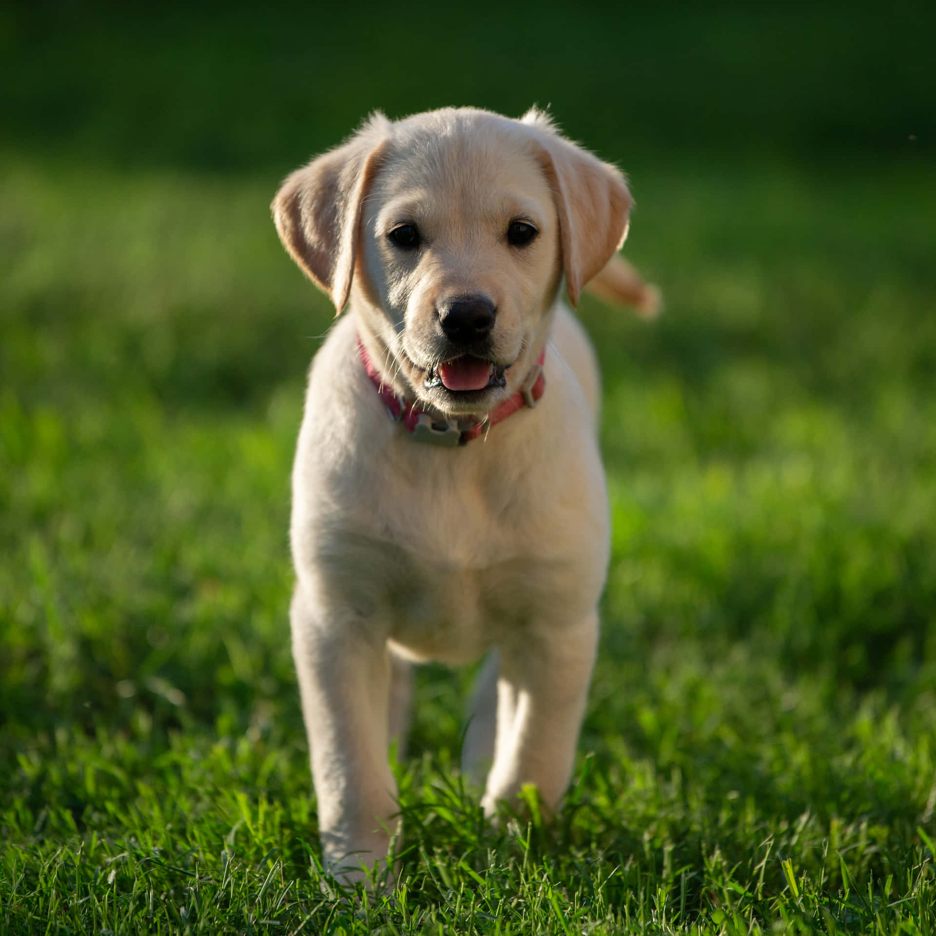 Immaginedi Cucciolo Di Labrador In Movimento Con Il Collare