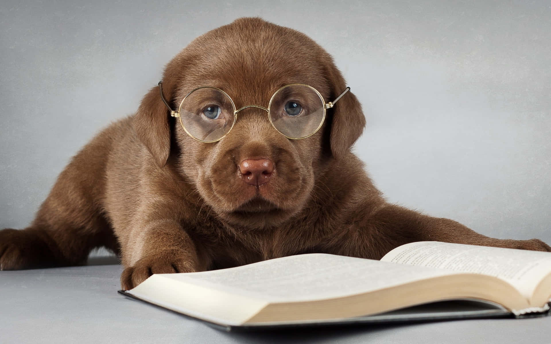 Bildeines Labrador-welpen Mit Brille