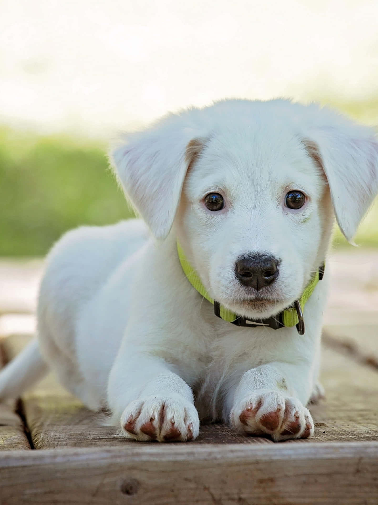 White Labrador With Collar Picture