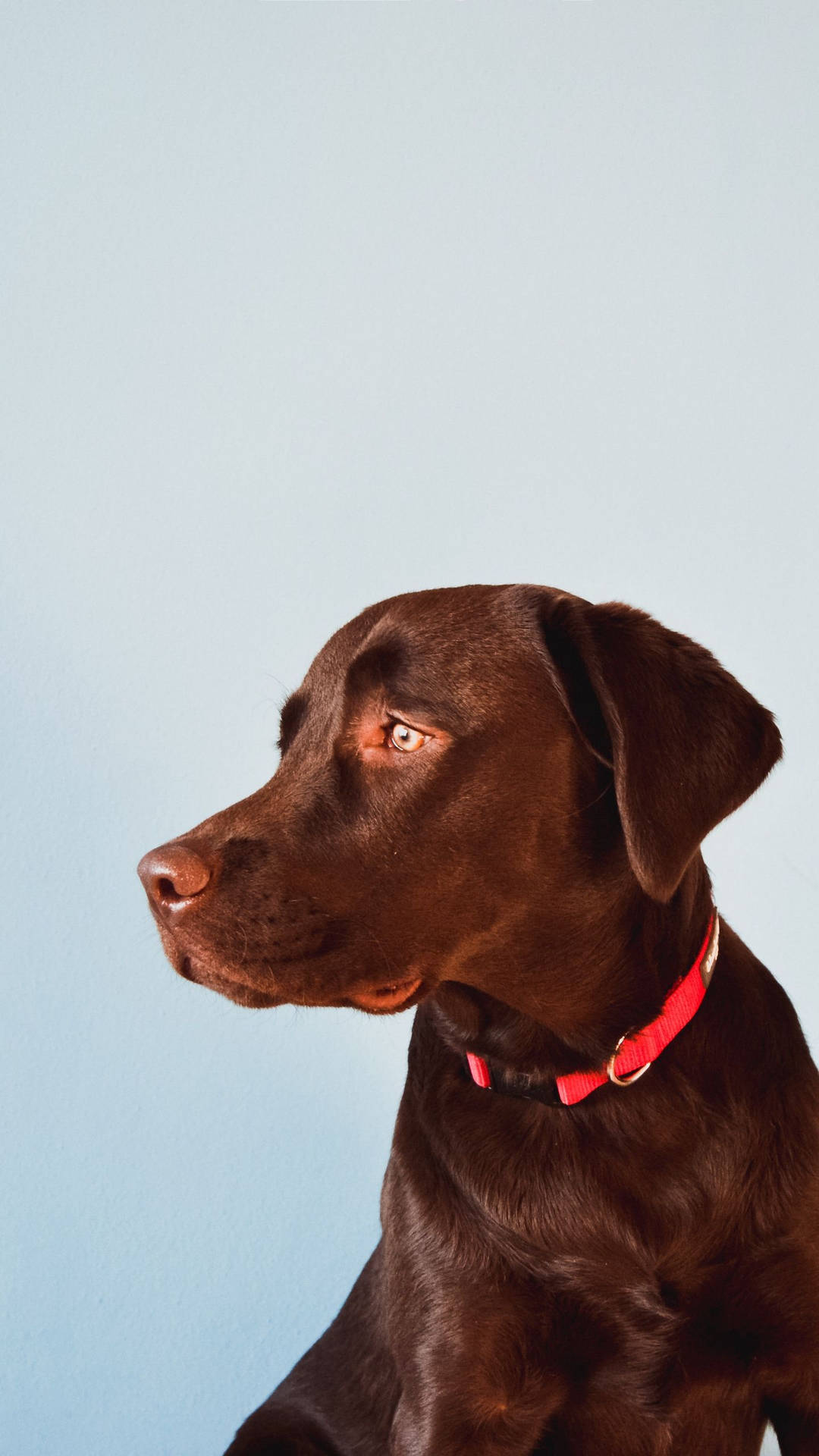 Labrador Retriever Brown Iphone Wallpaper