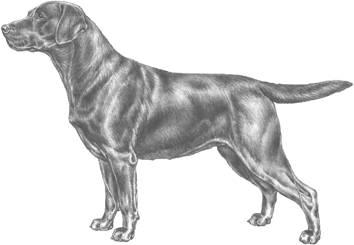Labrador Retriever Sketch PNG