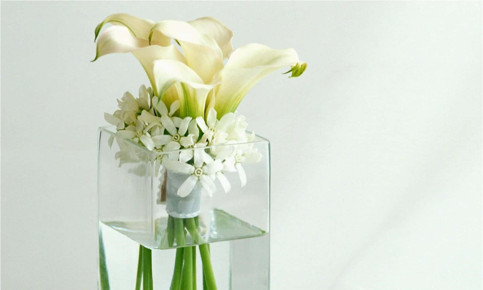 Lacautivadora Belleza De Las Flores Blancas