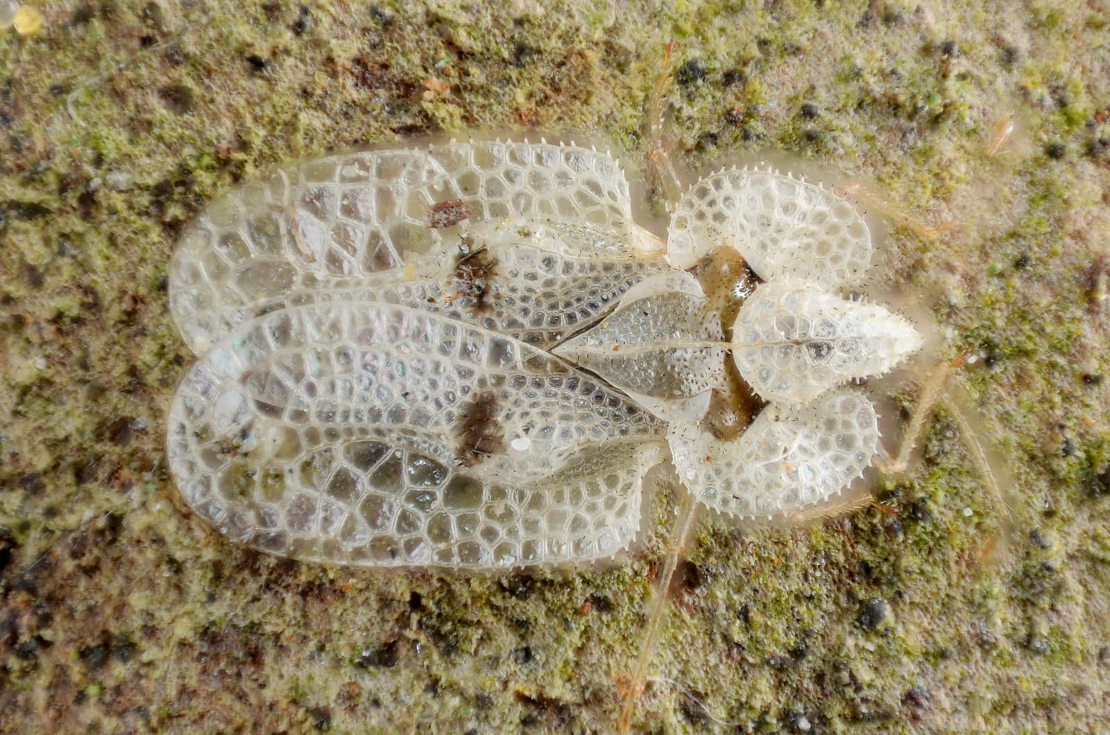 Lace Bug Camouflagedon Bark Wallpaper