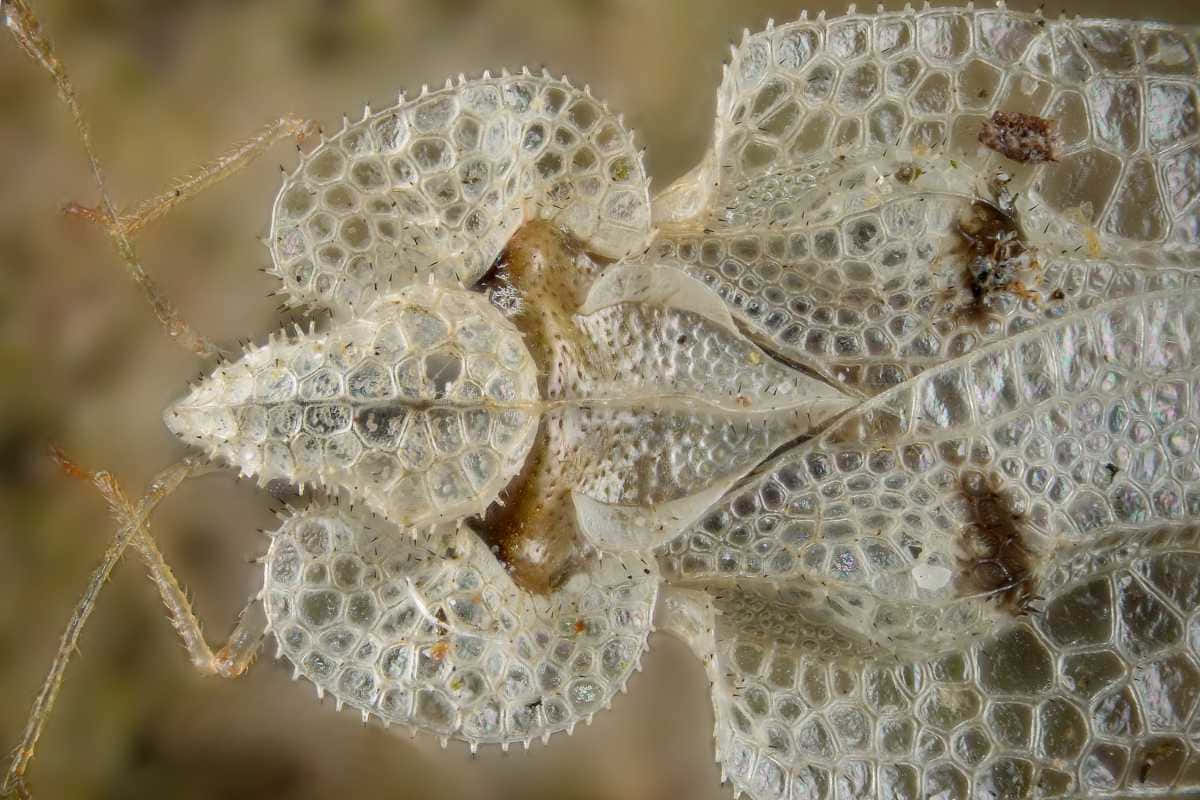 Lace Bug Close Up Wallpaper