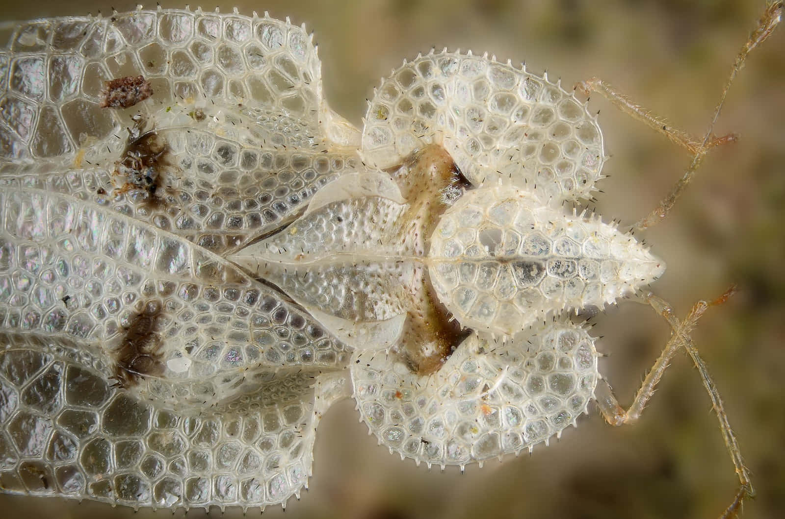 Lace Bug Detailed Macro Photography Wallpaper