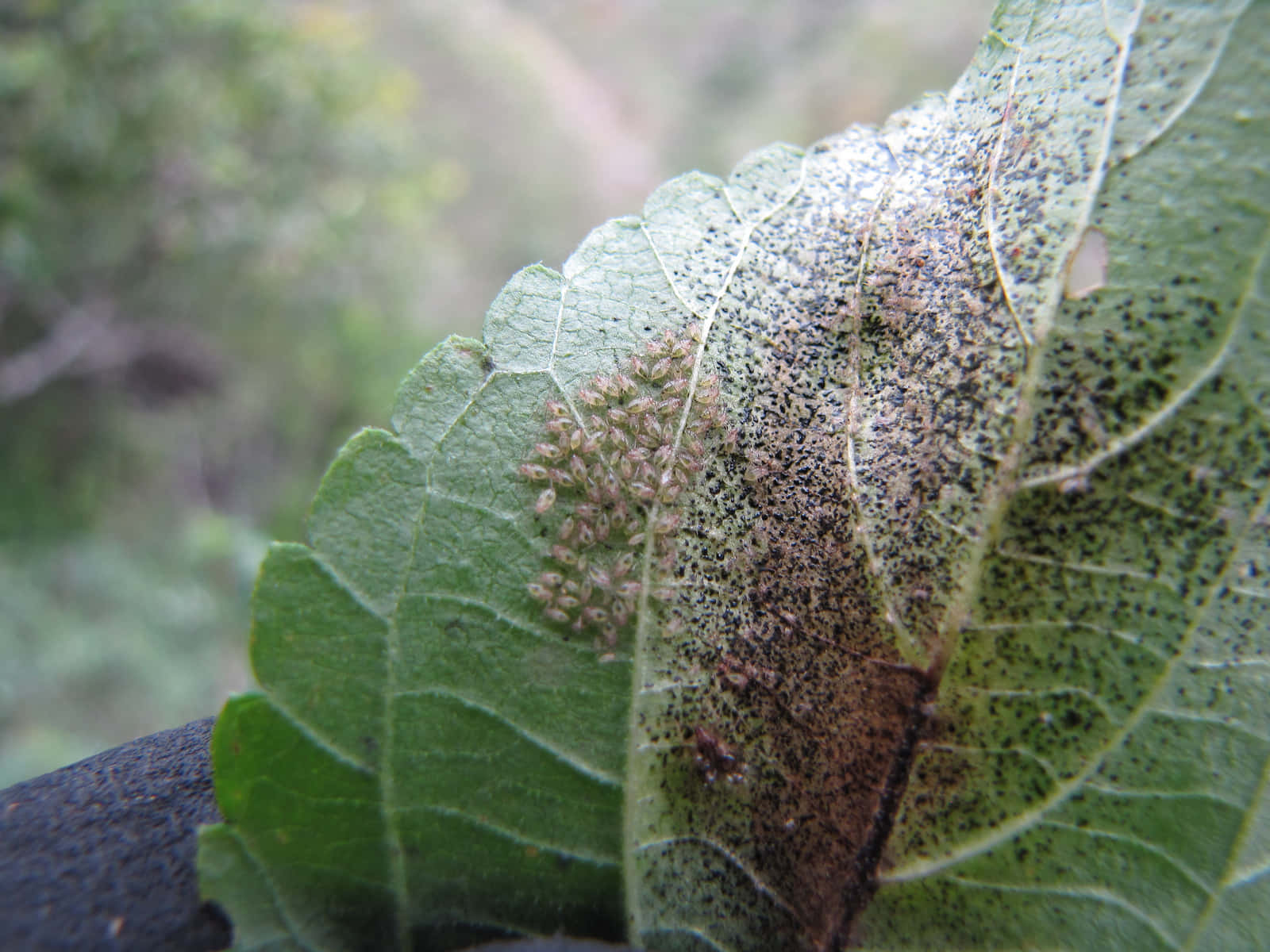 Lace Bug Infestationon Leaf Wallpaper