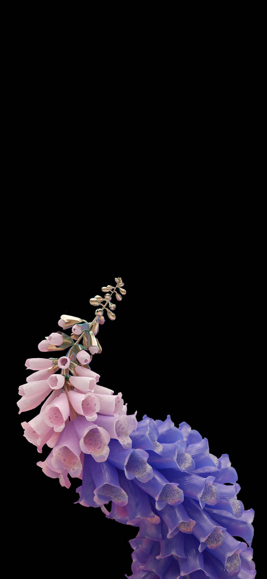 Lady's Glove Flower Oled Iphone Wallpaper
