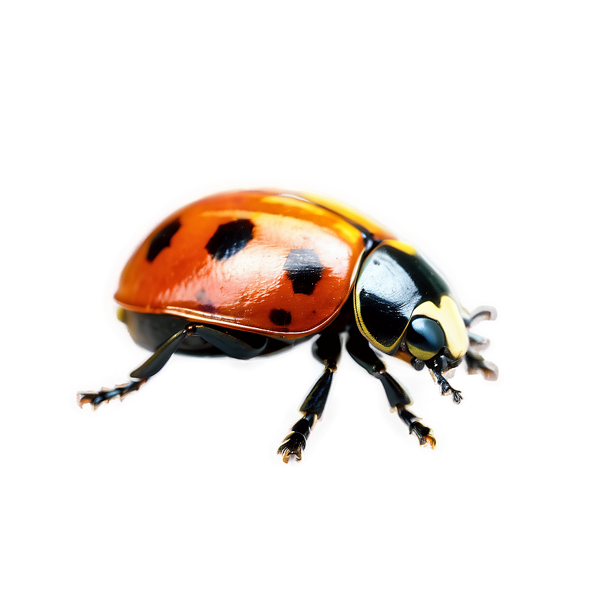 Ladybird Beetle Png 05242024 PNG