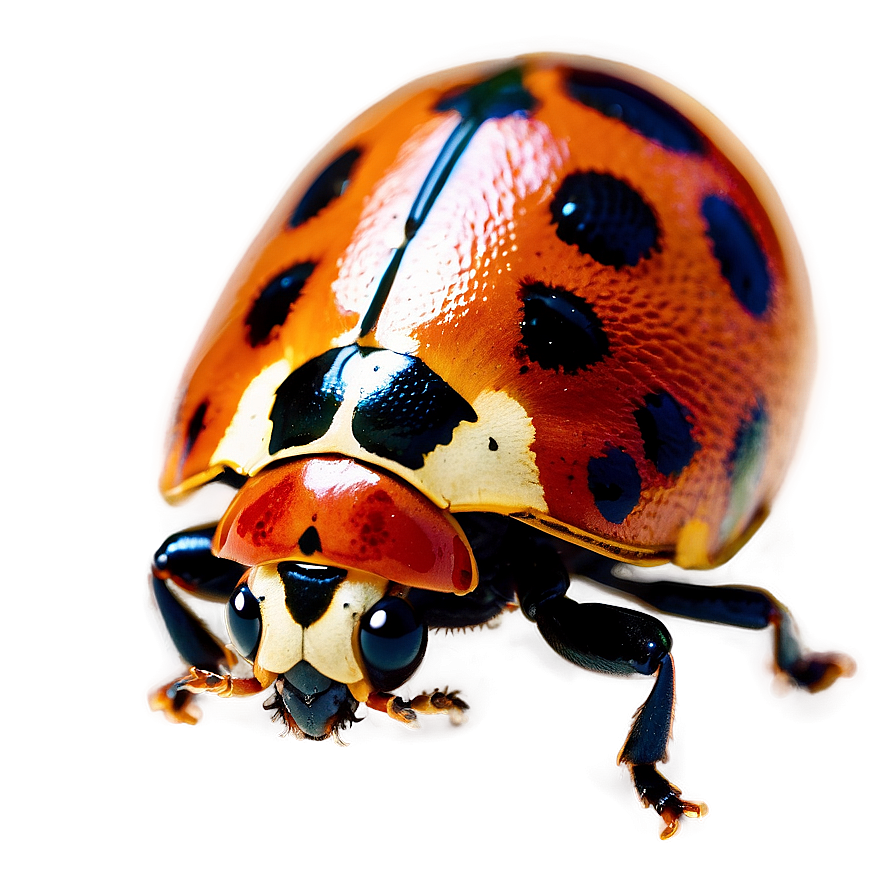 Ladybird Beetle Png Gqb PNG