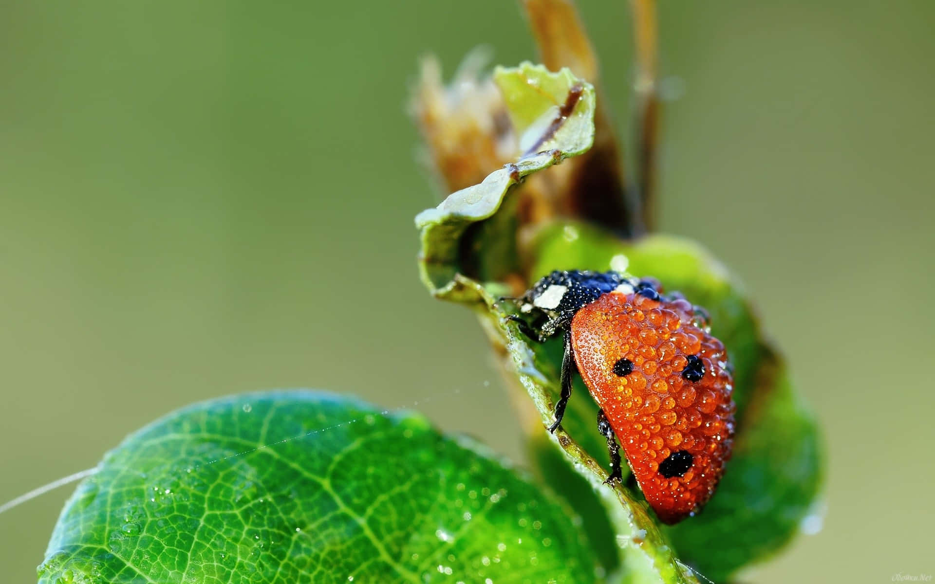 Ladybird Dewdrops Nature Macro Wallpaper