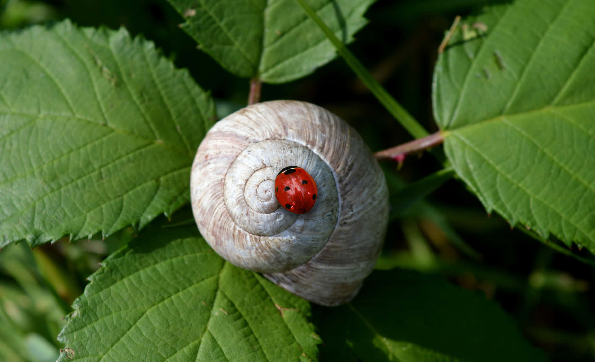 Ladybirdon Snail Shell Wallpaper