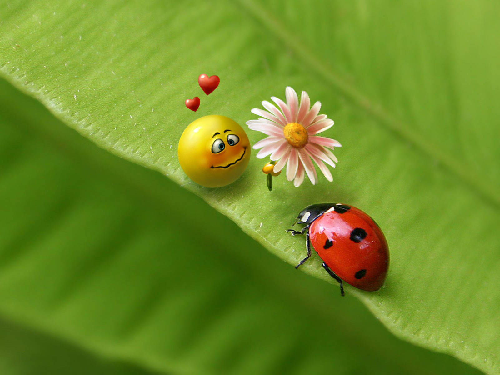 Ladybug And A Smiley Emoji Wallpaper