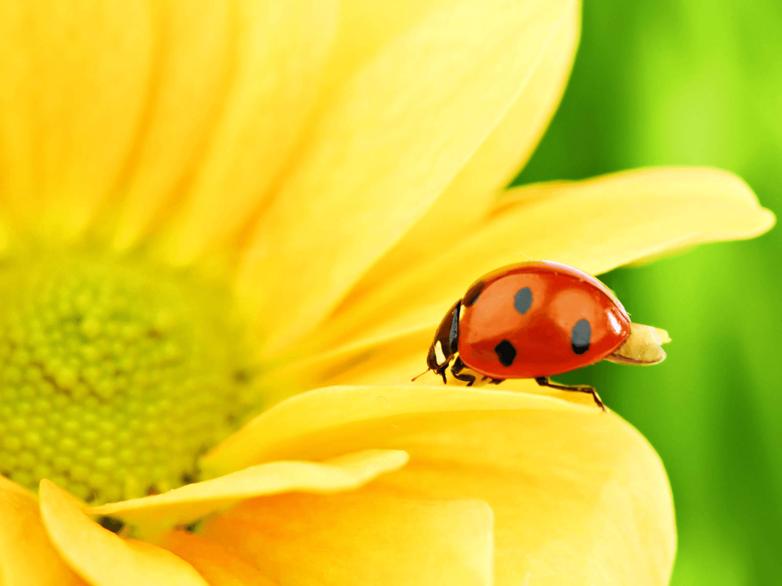 Ladybug And A Sunflower Background