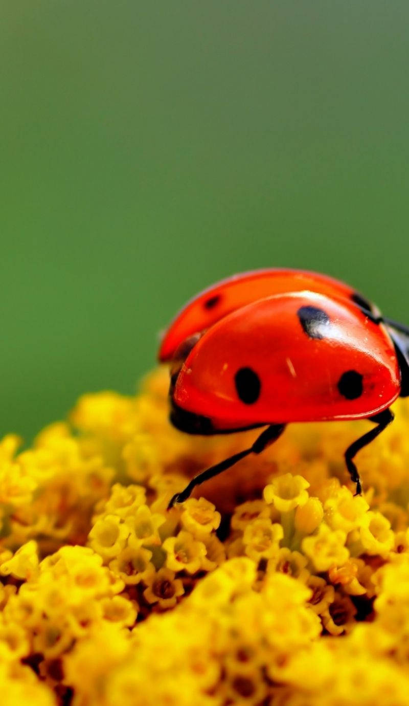 Ladybug And Microscopic Yellow Flowers Wallpaper