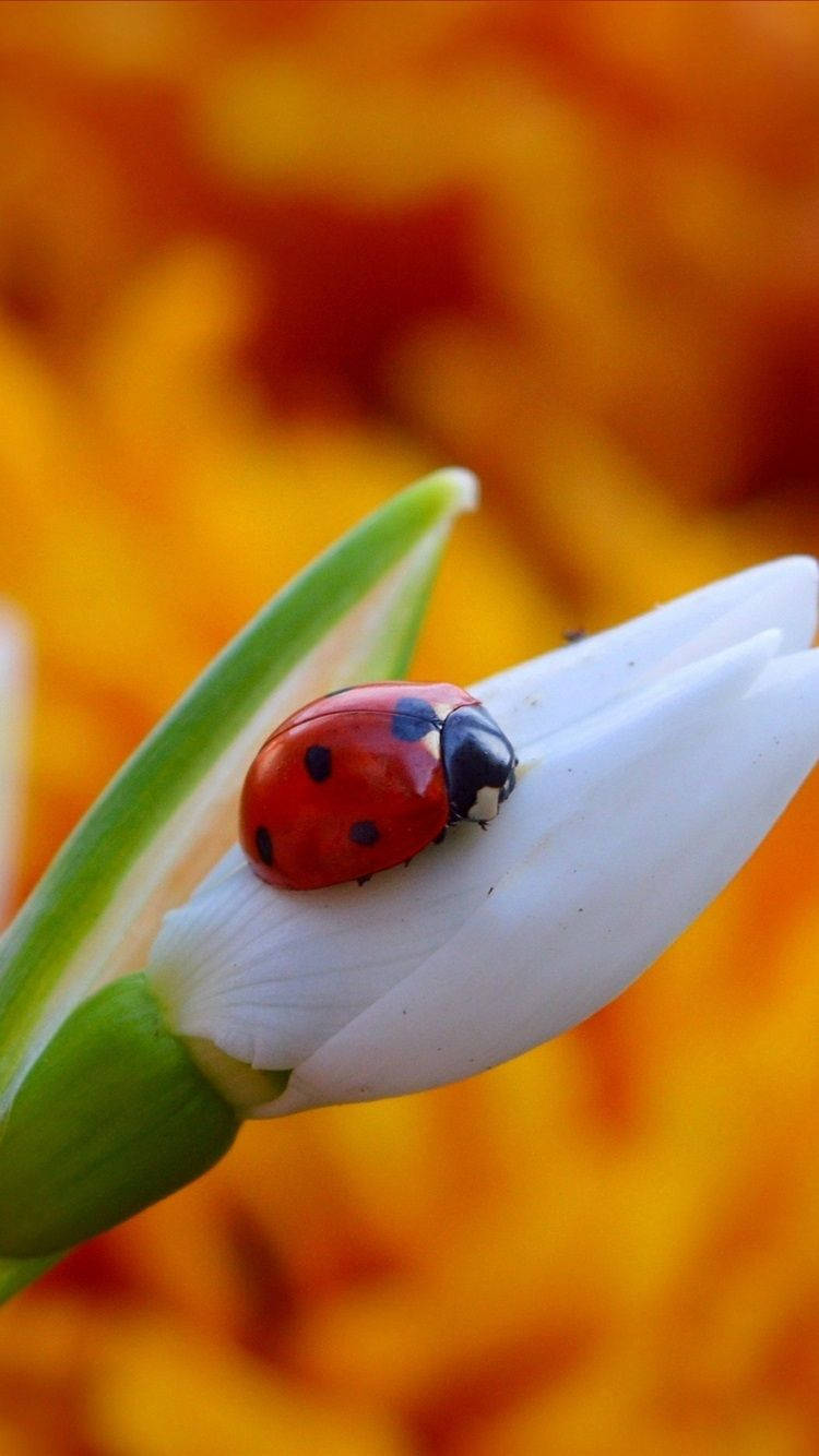 Ladybug And White Bud Of Flower Wallpaper