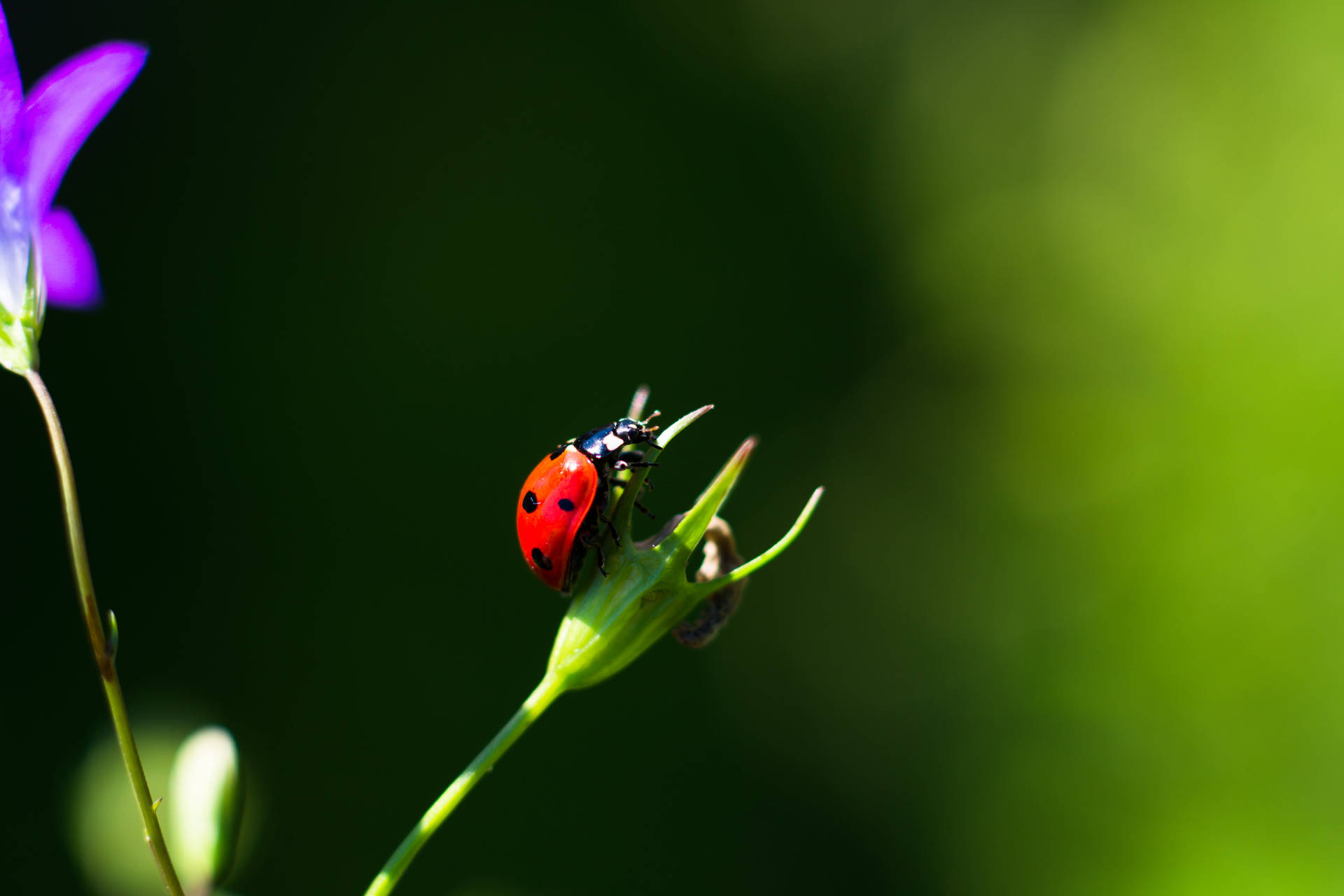 Ladybug Asian Beetle Species Background