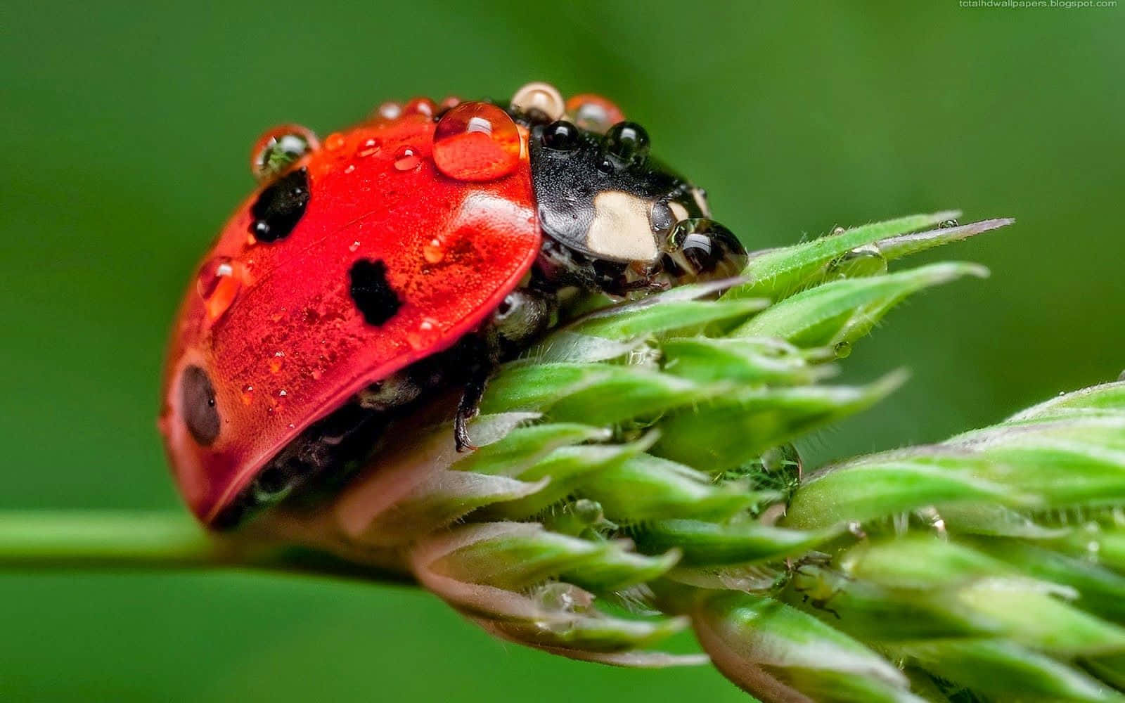 A ladybug spotted outdoors amongst nature.