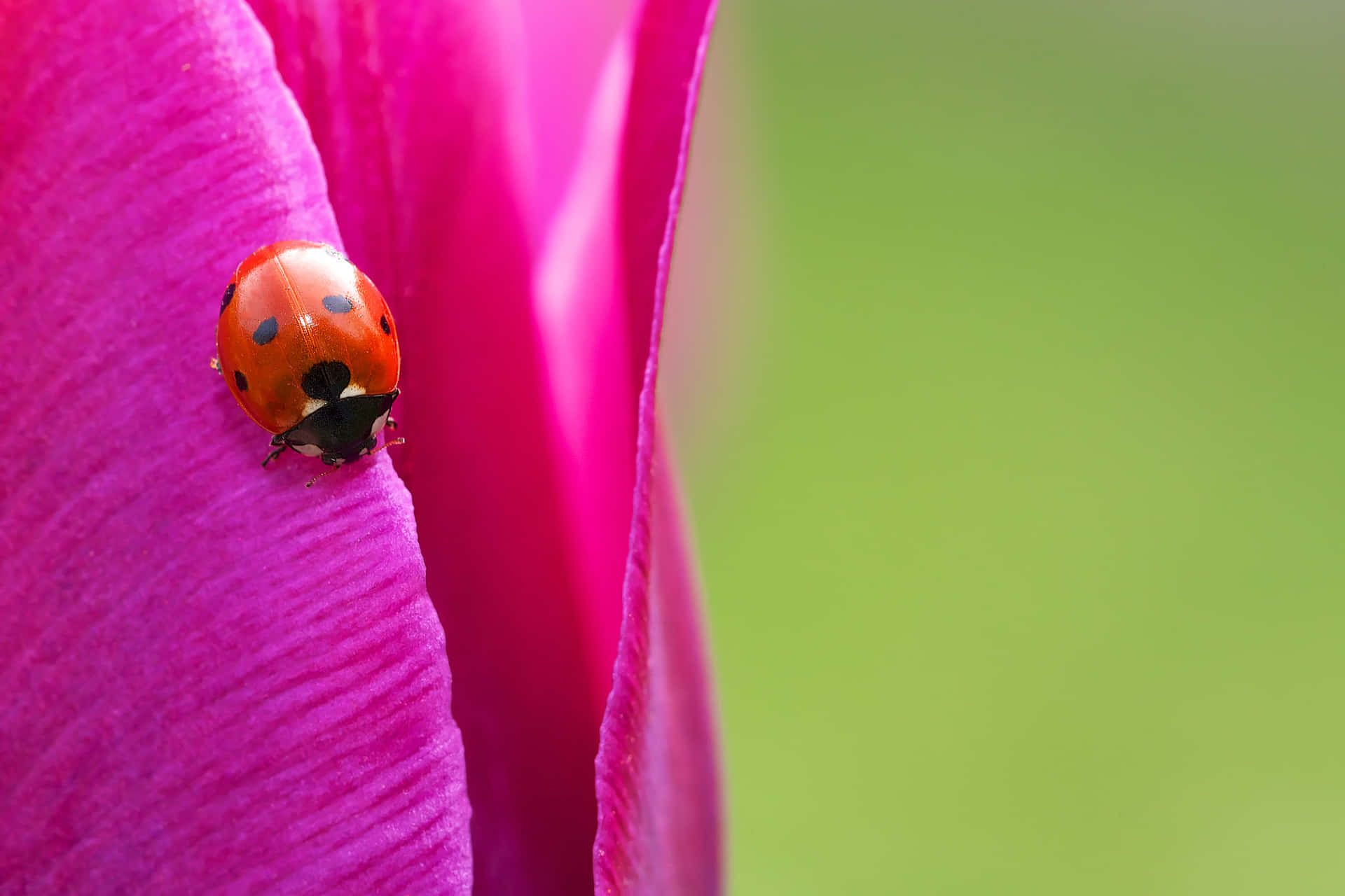 Colorful Ladybug Nestled in Flowers, Ready for an Adventure