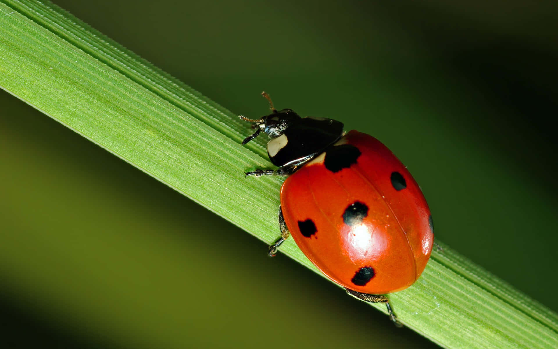A Ladybug Is Sitting On A Blade Of Grass