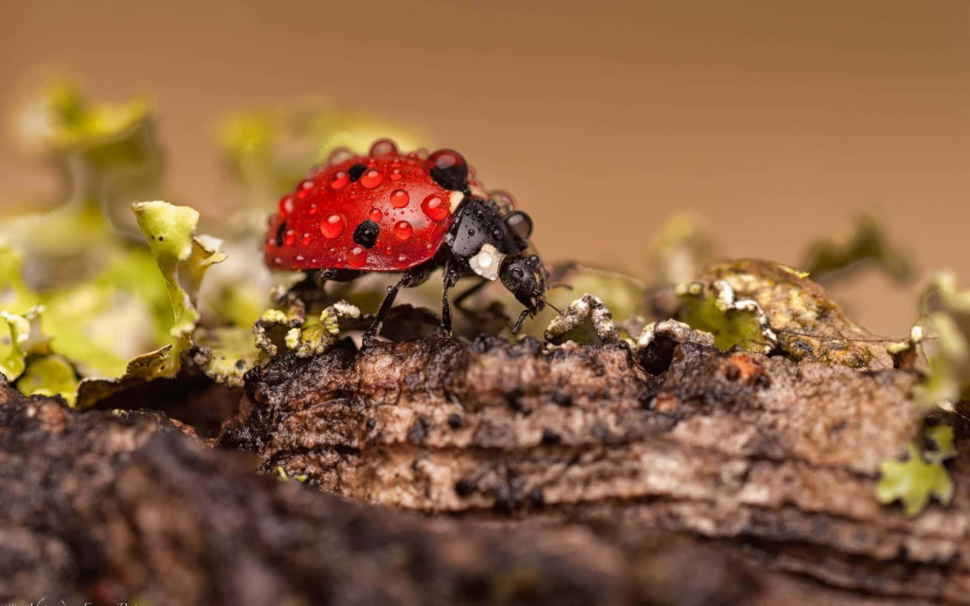 'The Beauty of the Ladybug'