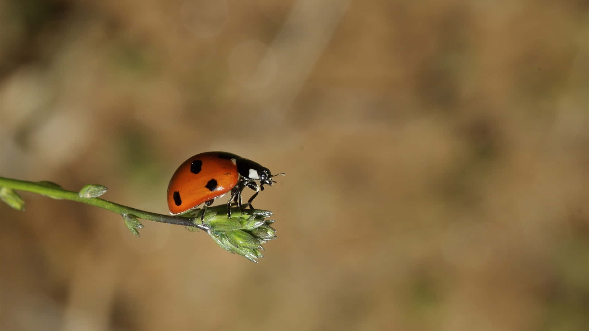 A Close-Up Look at a Ladybug