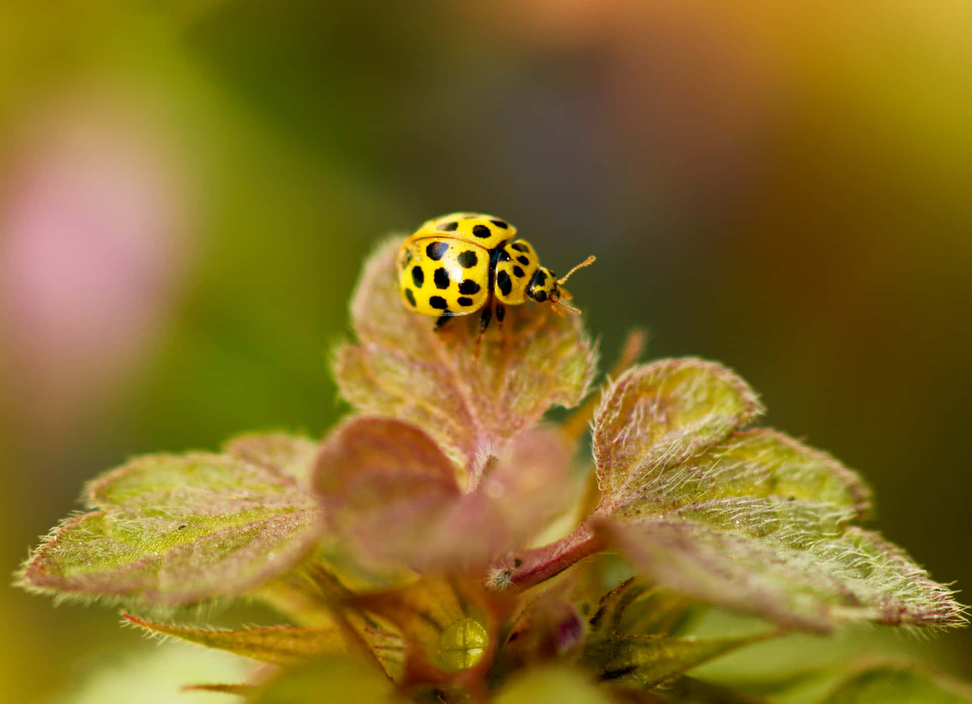 'A Cute Little Ladybug on a Green Leaf'