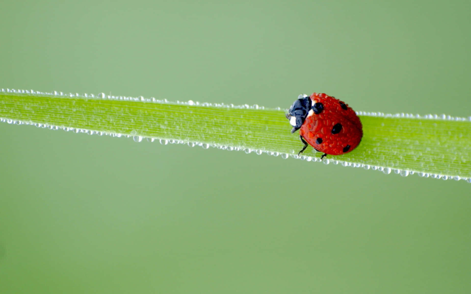A Cheery Ladybug Adorning a Flower