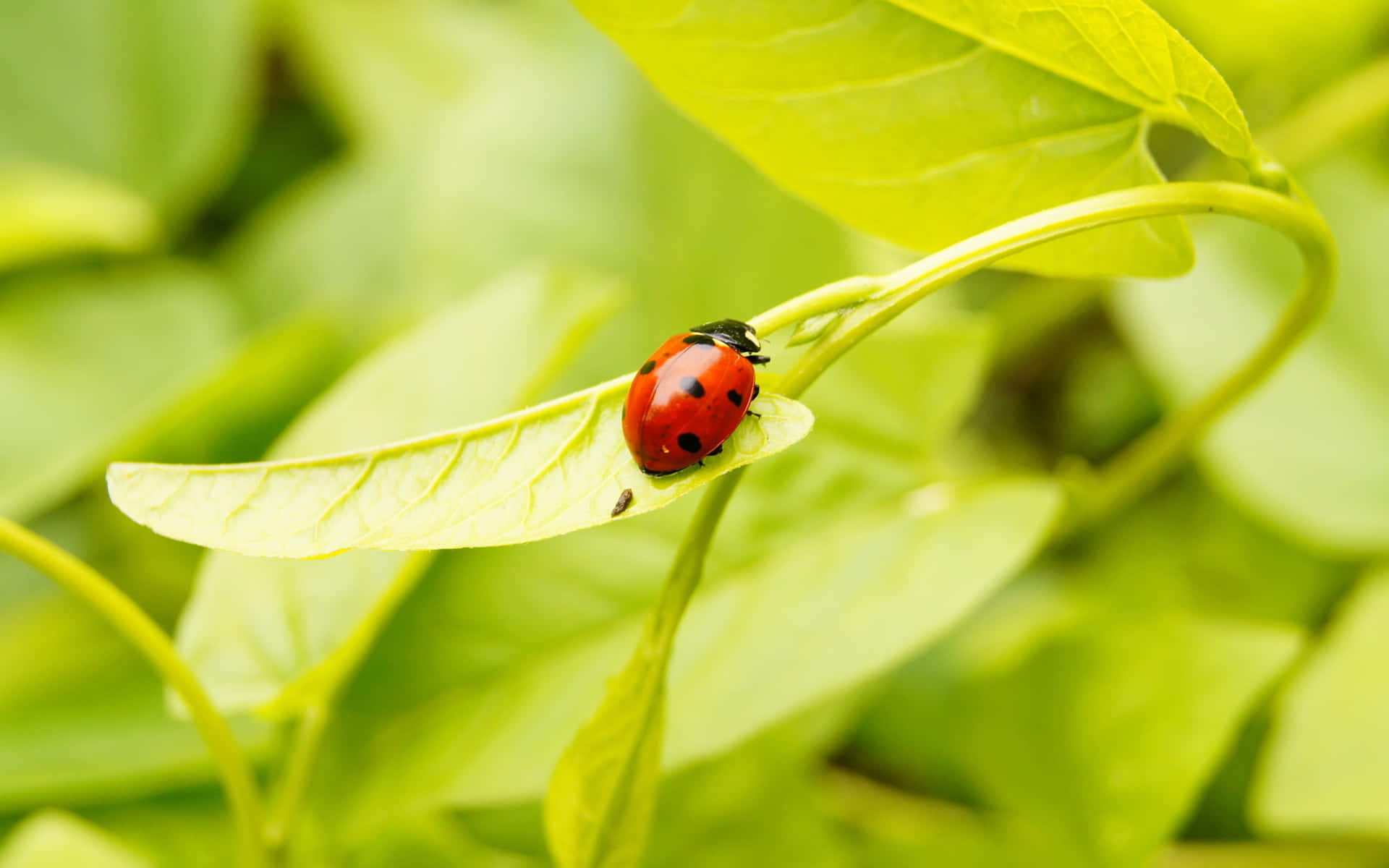 A Beautiful Ladybug Sitting on a Leaf