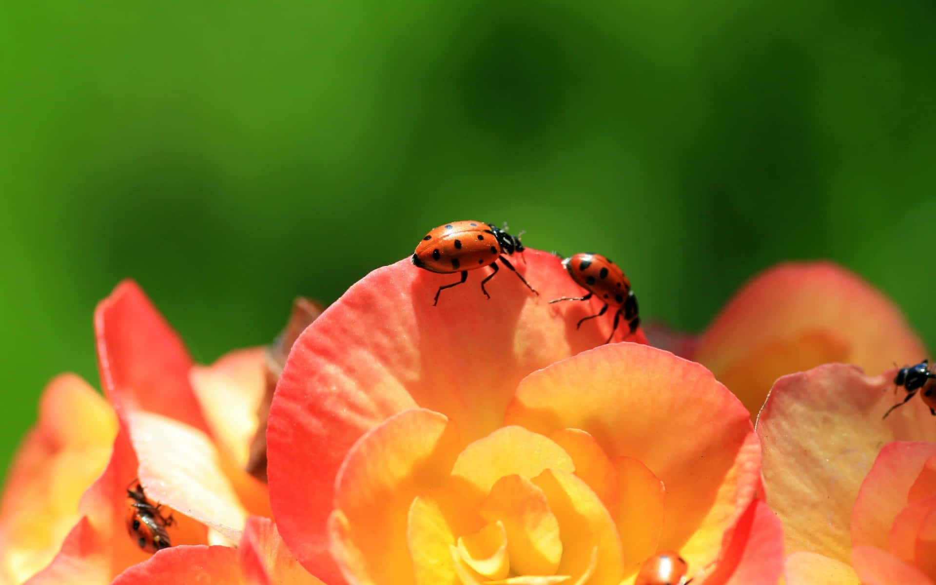 A Closeup of a Pristine Red Ladybug