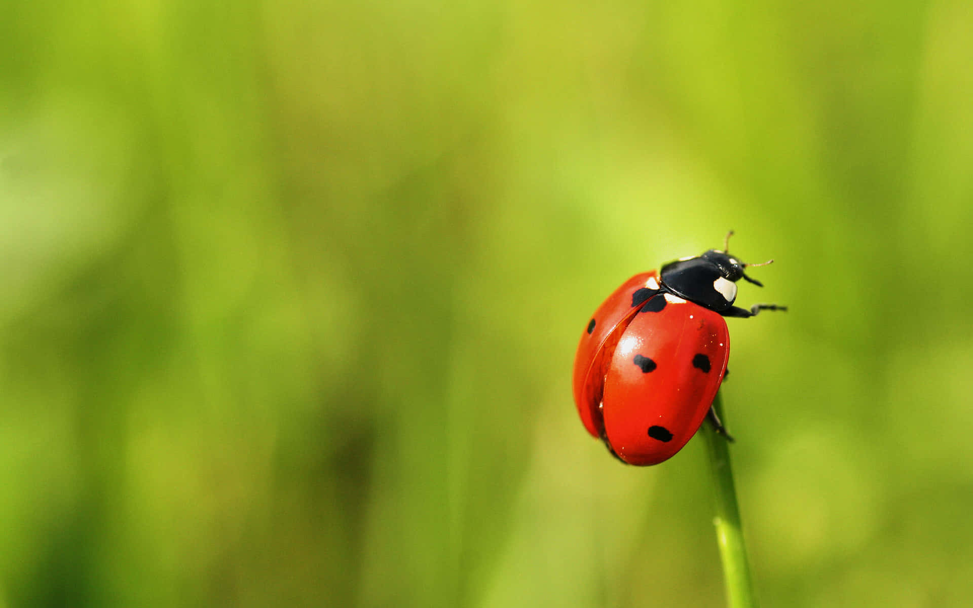 A Ladybug Sitting on a Petal