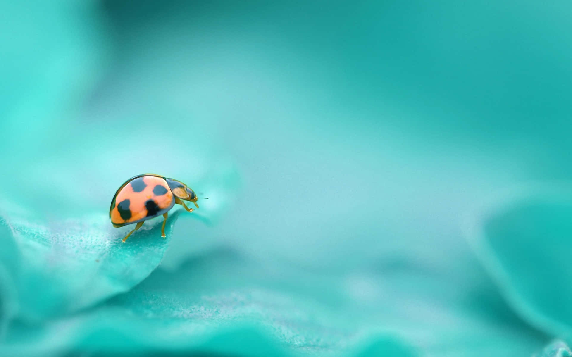 A Lone Ladybug Walking in the Wild