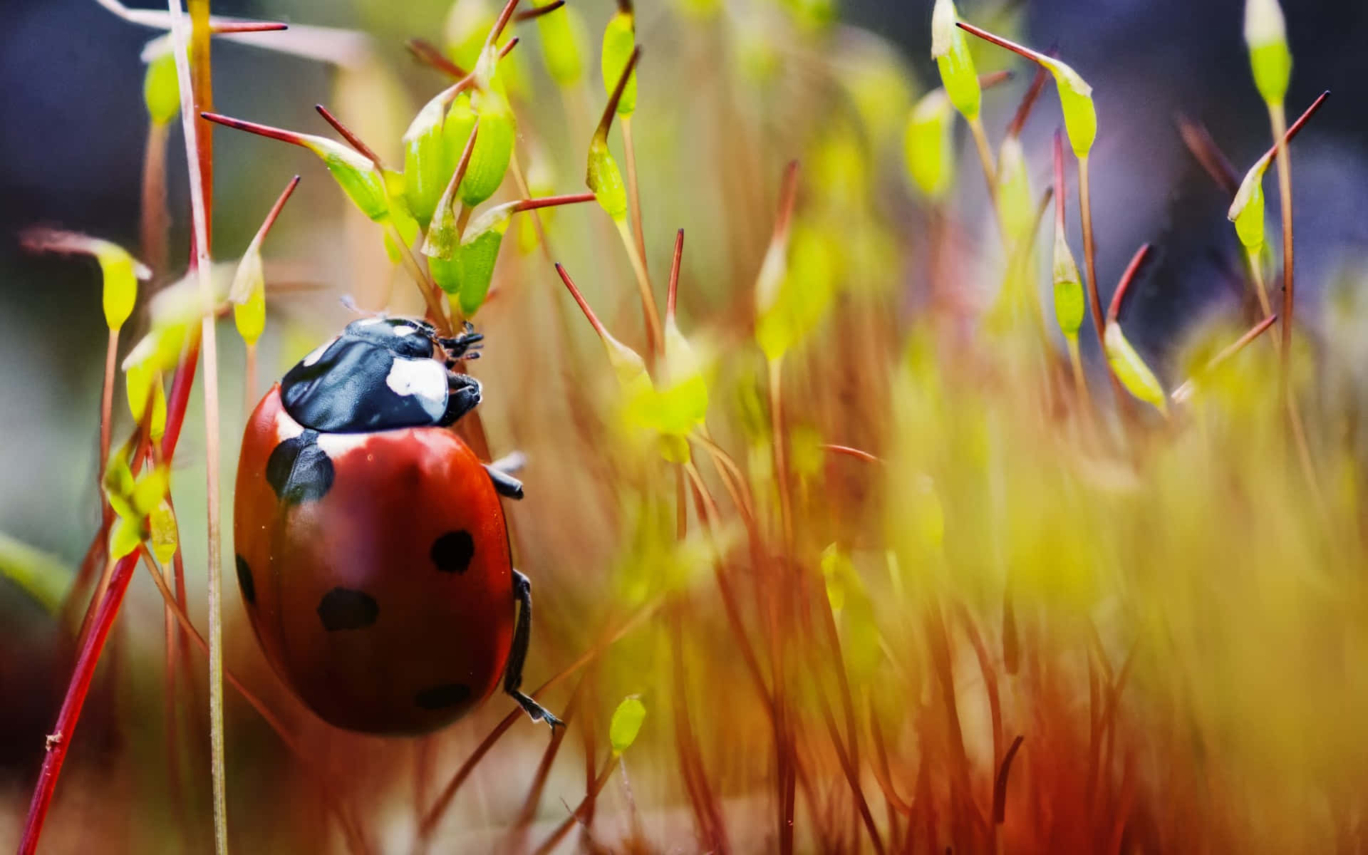 Coccinellache Si Rilassa Su Una Foglia