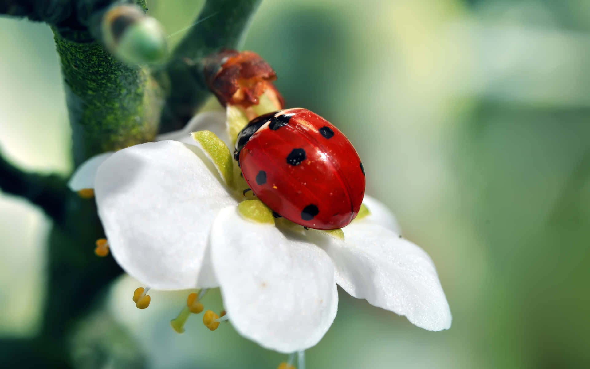 Image  A Ladybug Standing on the Leaf of a Plant