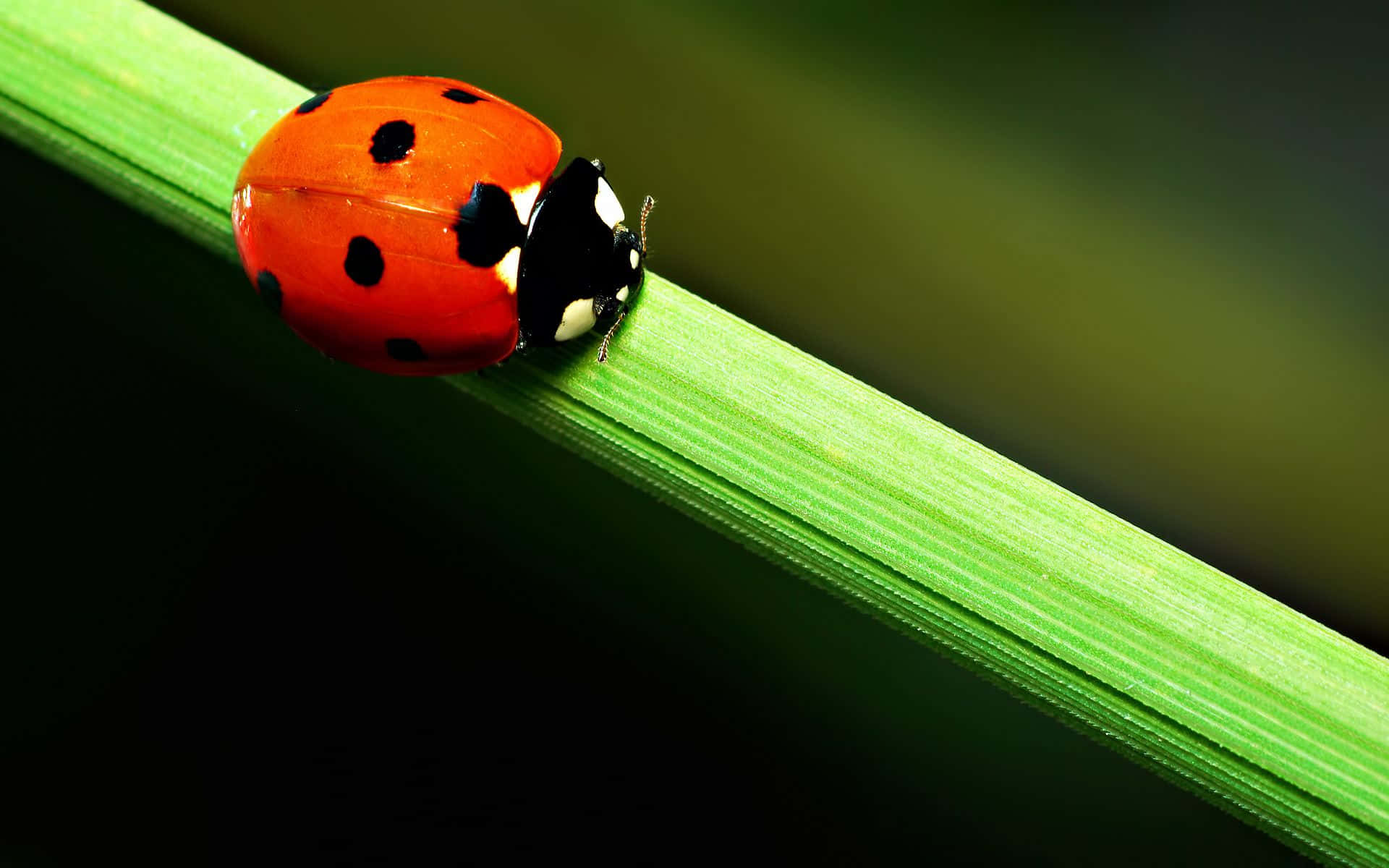 Colorful ladybug on a green leaf