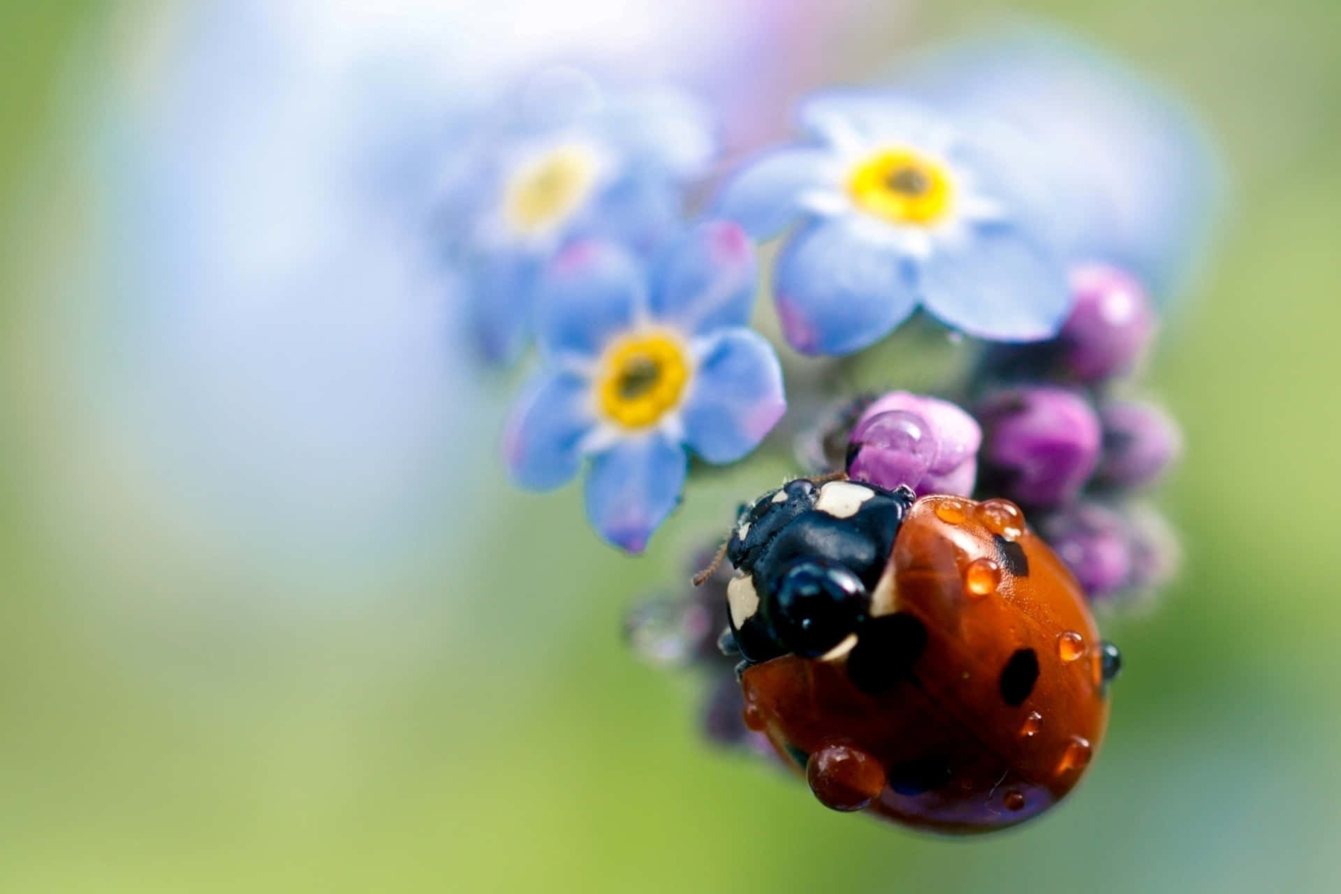 Get up close and personal with a bouncy ladybug