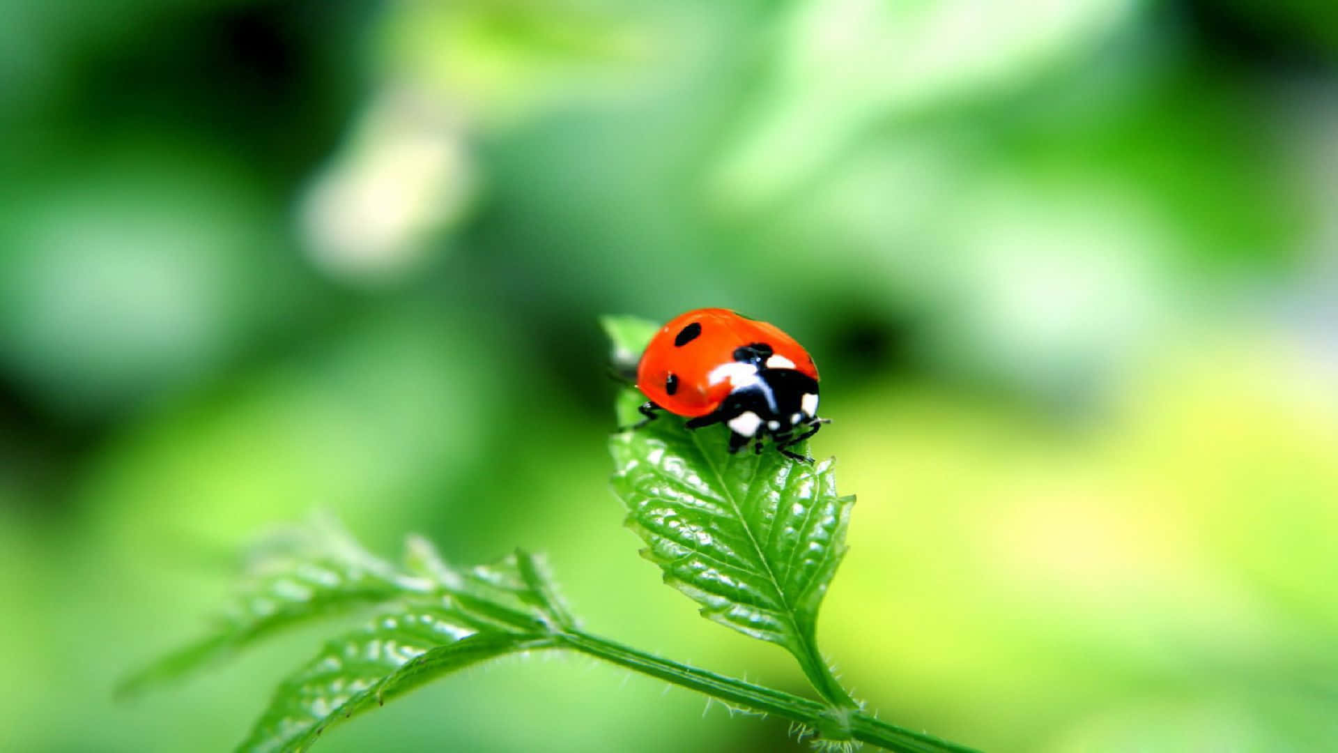 A Ladybug Making Its Way Across a Petal