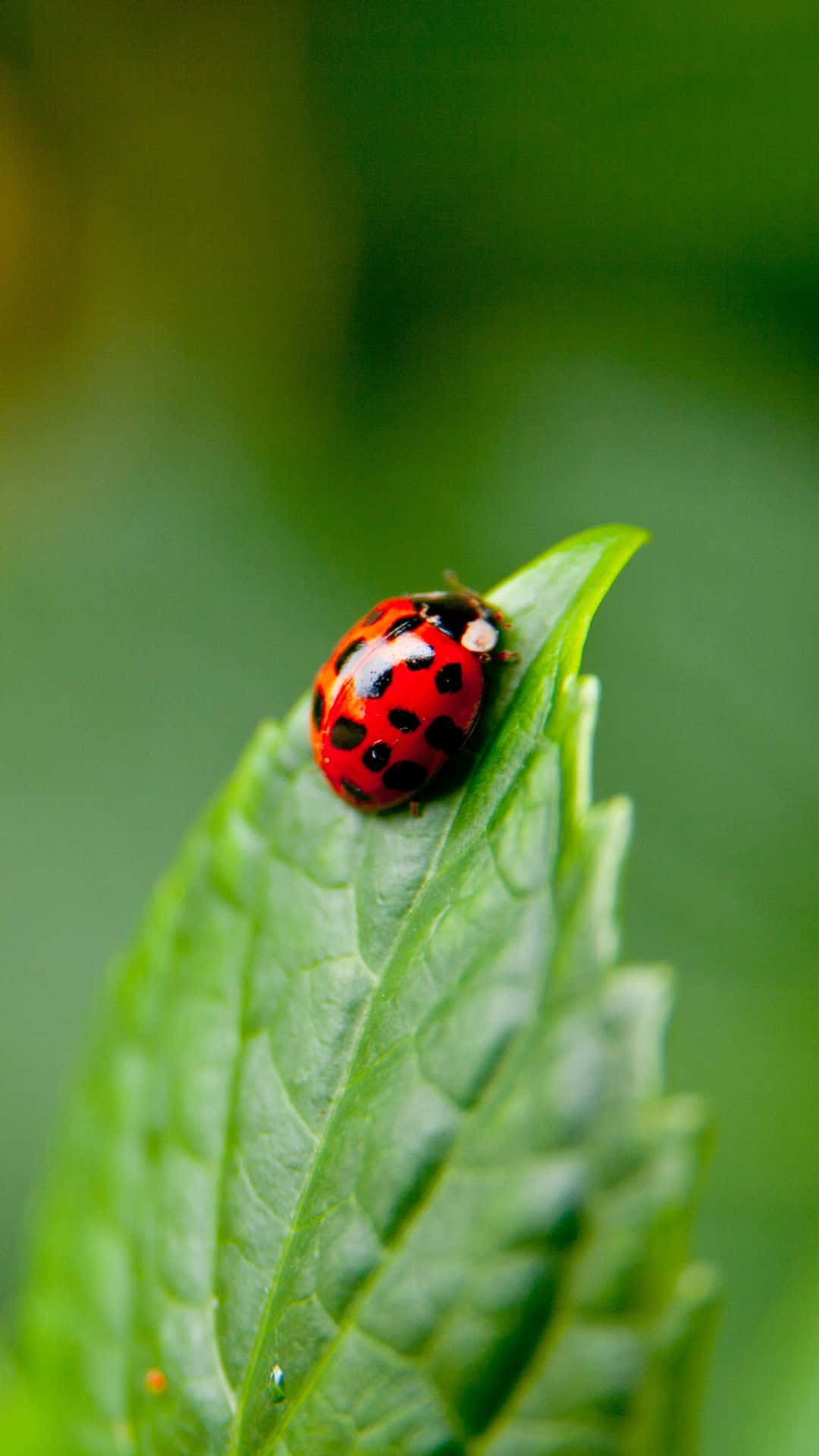 A vibrant, red ladybug perched atop a bright green leaf.