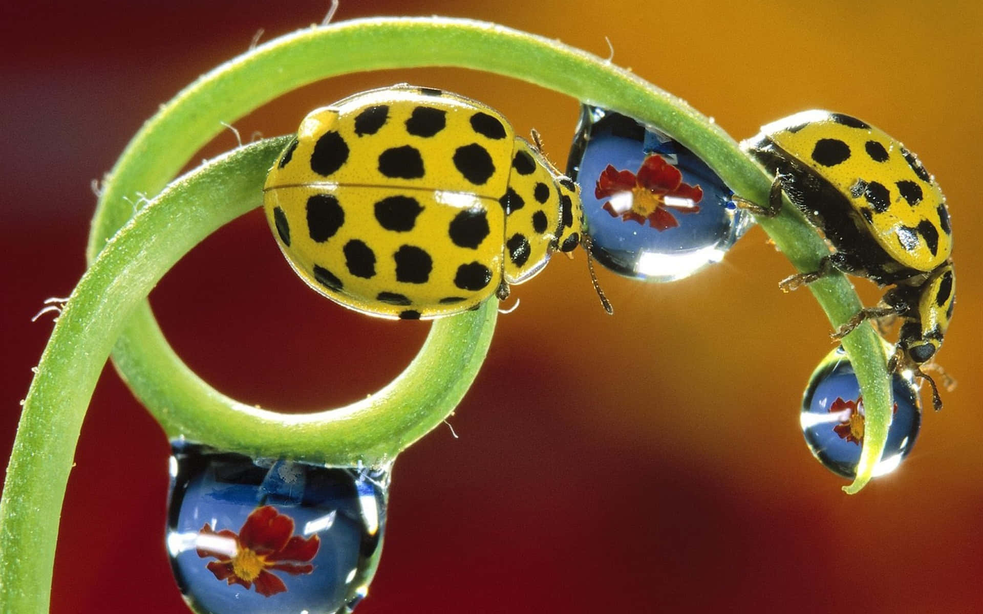 A red and black ladybug sits perched on a leaf.