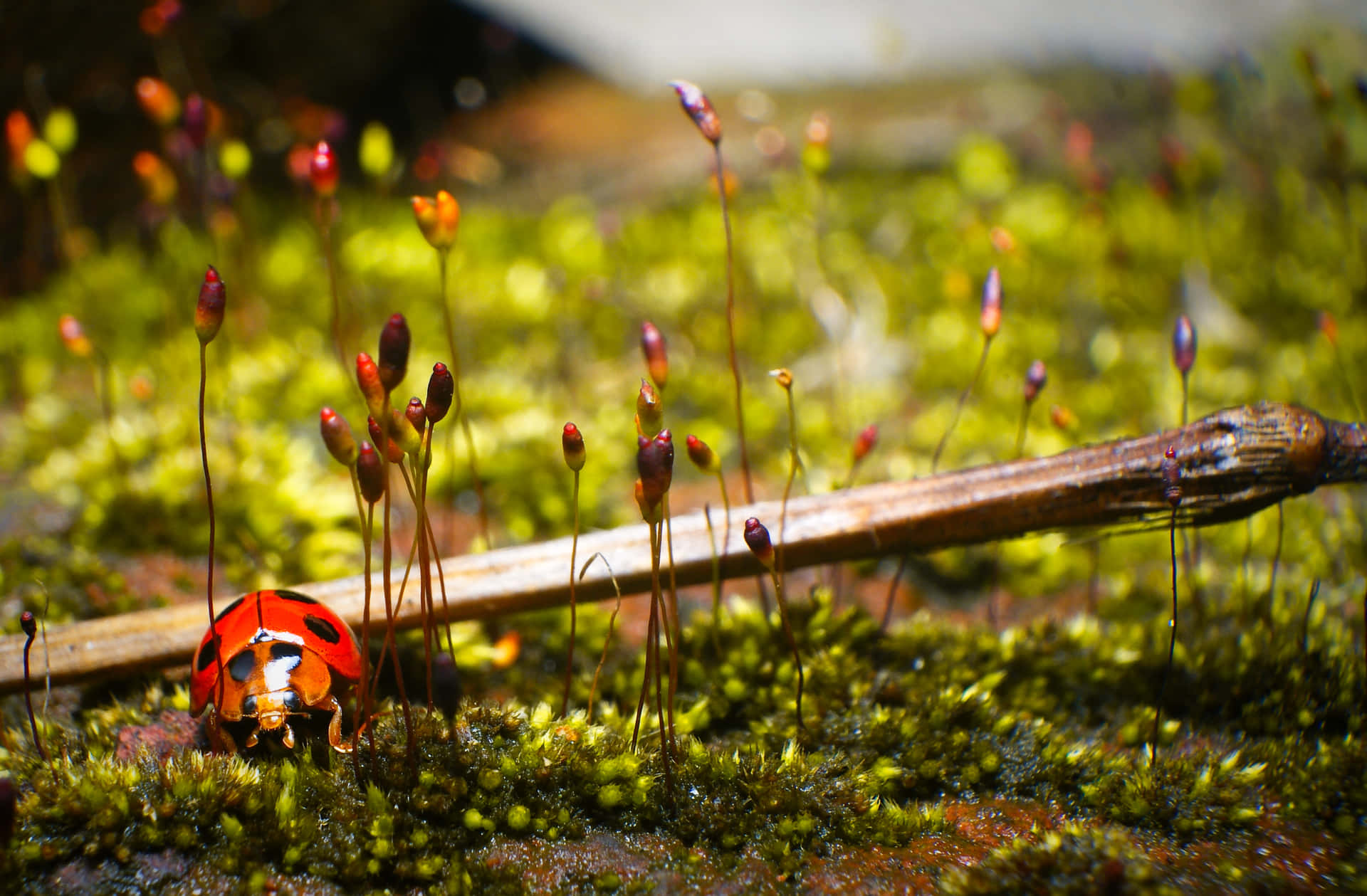 A Ladybug Is Sitting On A Stick In Moss