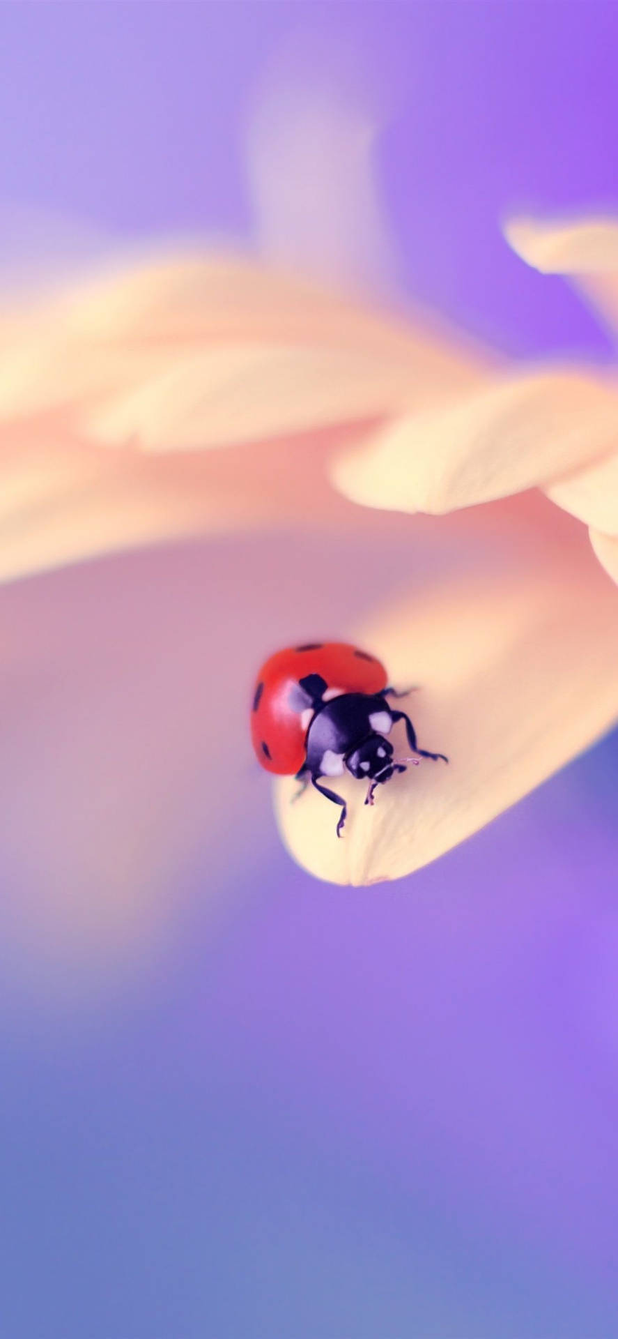 Ladybug Beetle Insect On A Flower Wallpaper