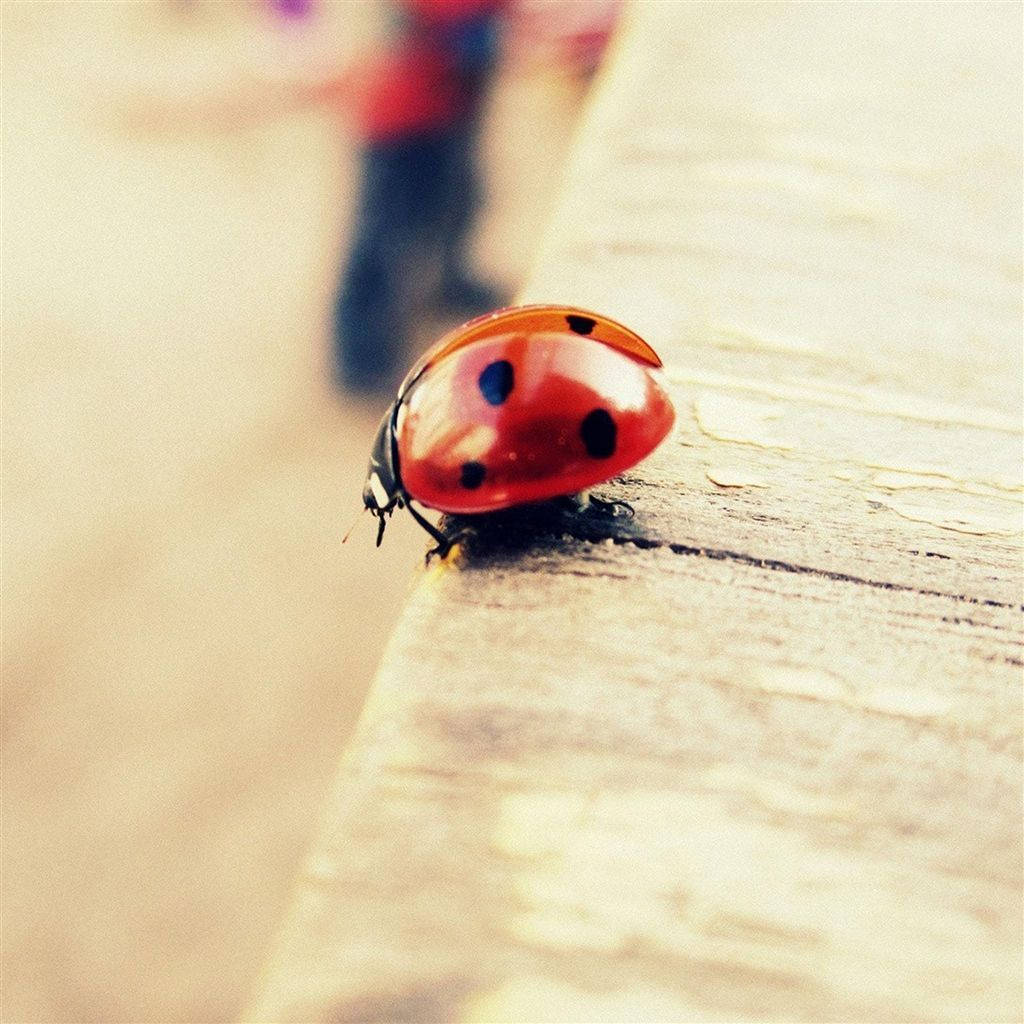 En Ladybug Beetle Insekter Besøger En Smuk Have Wallpaper