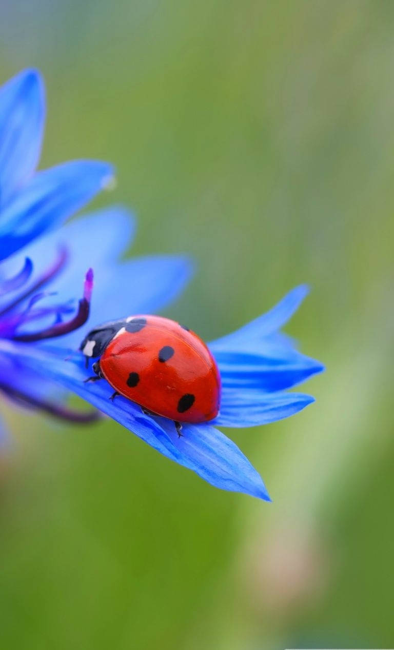 Ladybug Beetel på en blå cornflower baggrund Wallpaper